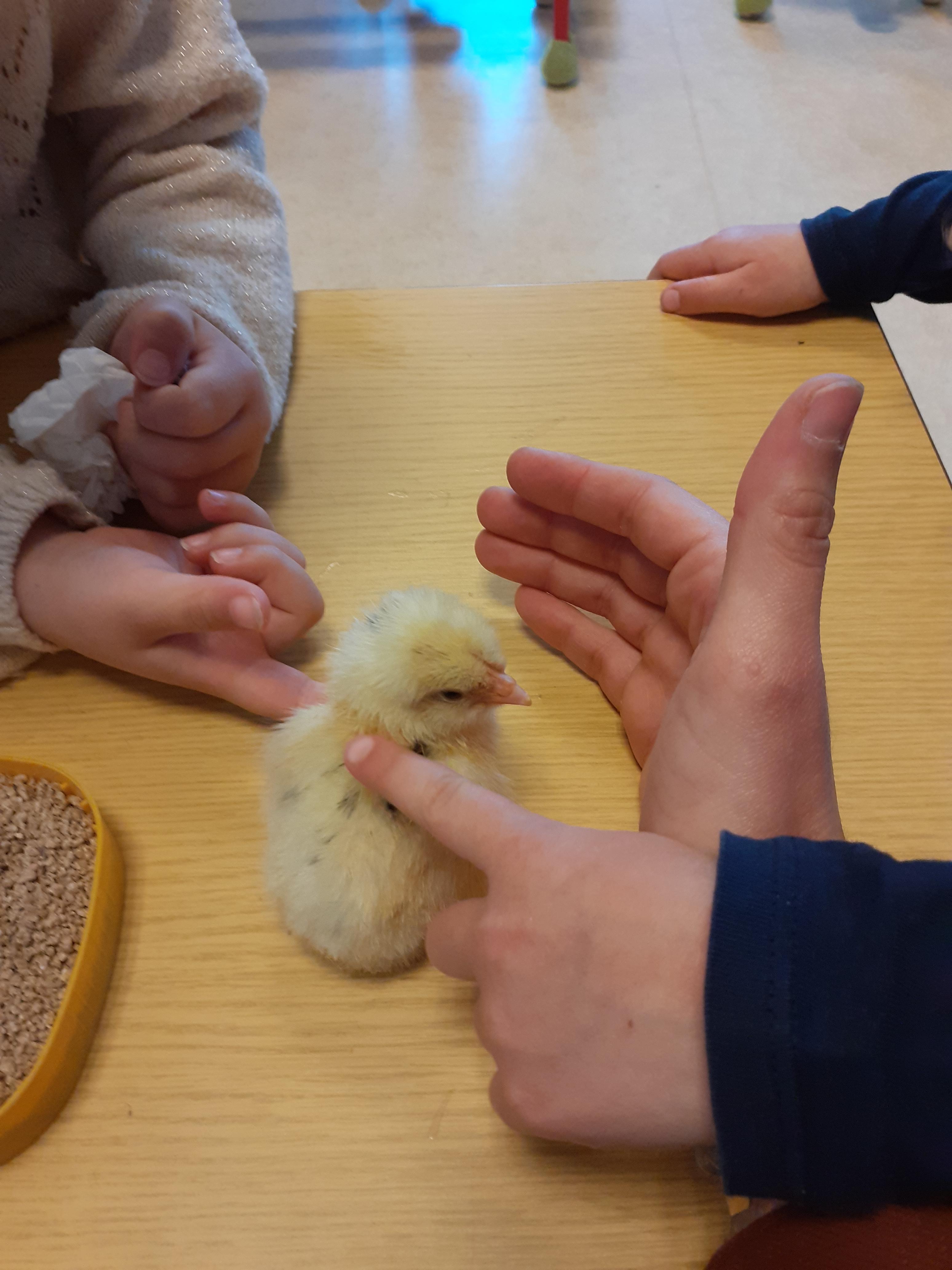 Visuel : Naissance des poussins !