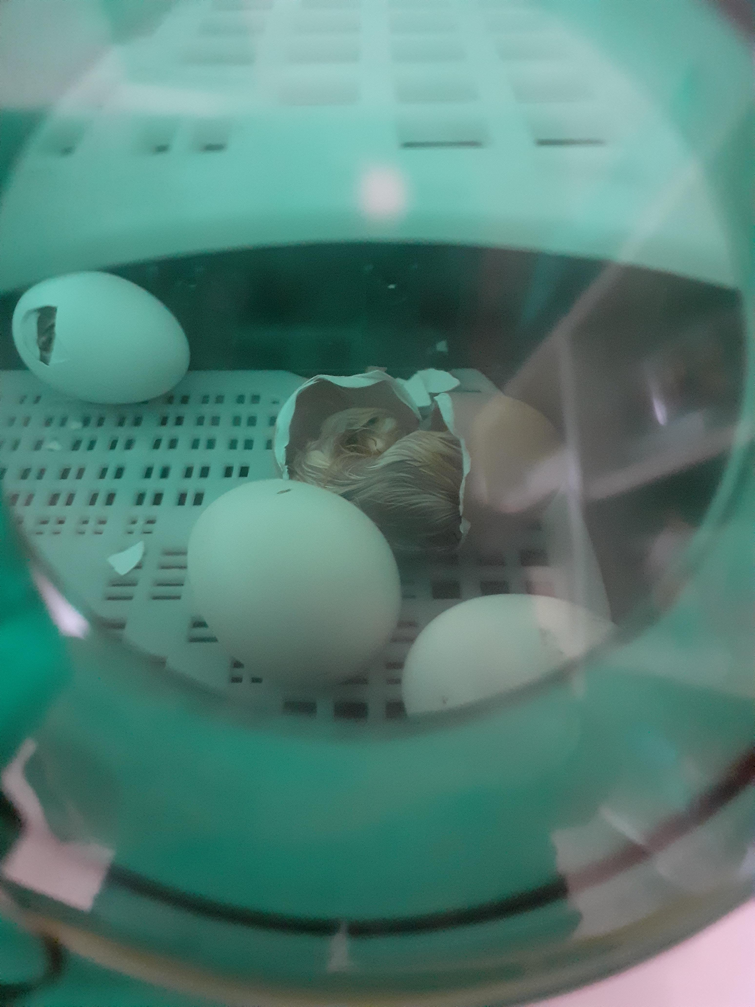 Visuel : Naissance des poussins !