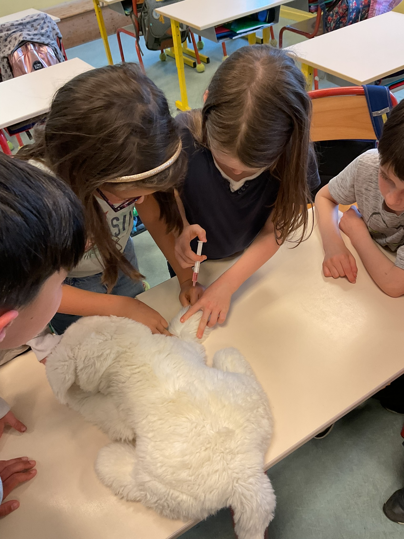 Visuel : Des coliers apprentis vtrinaires